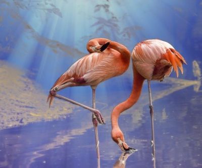 Crea una imagen realista de un flamenco parado en el océano ártico